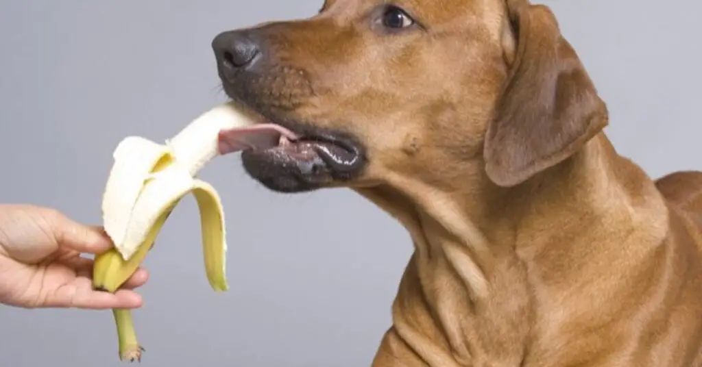1674120012 can dogs eat bananas