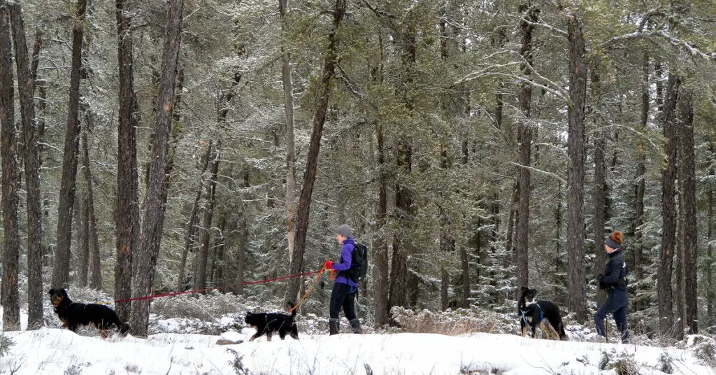 4 cool benefits of walking your dog in the winter