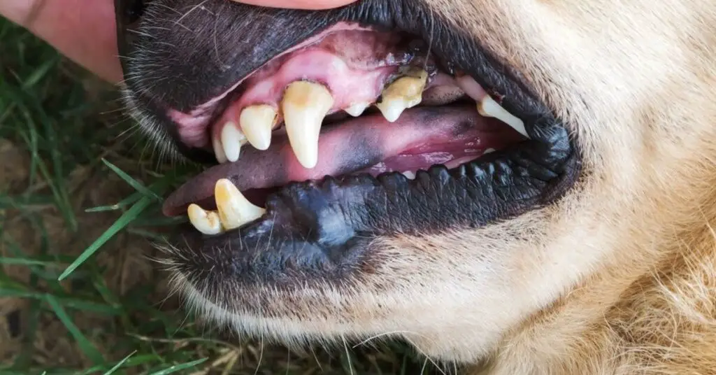 5 serious illnesses caused by canine dental disease