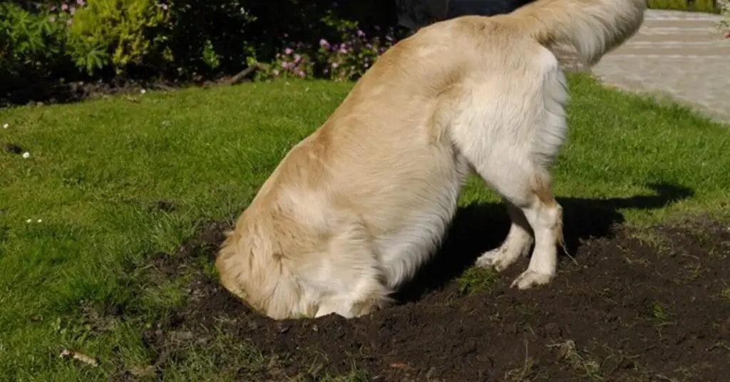 5 tips to keep your dog from digging in the yard