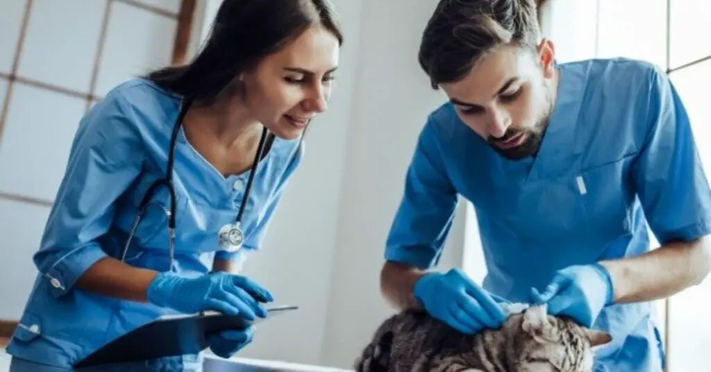 99 lives project uses cat genome sequencing to shed light on human disease