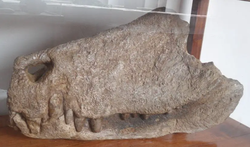 Barinasuchus Arveloi