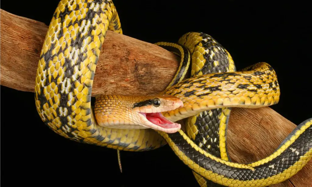 Beauty Rat Snake header