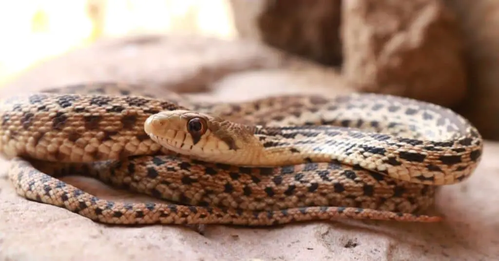 Best Pet Snakes Gopher Snake