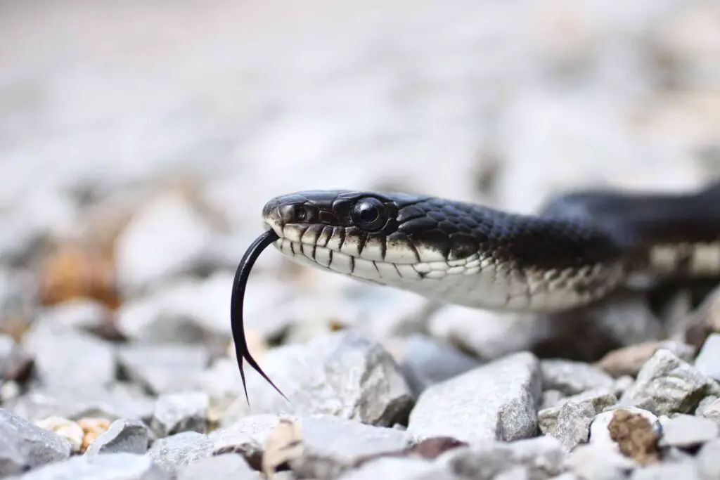Black Rat Snake flicks its tongue