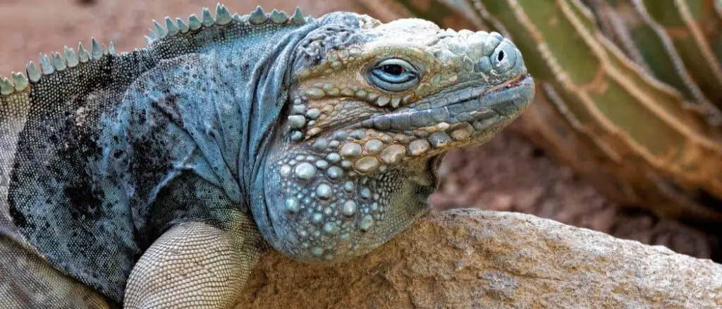 Blue Iguana header