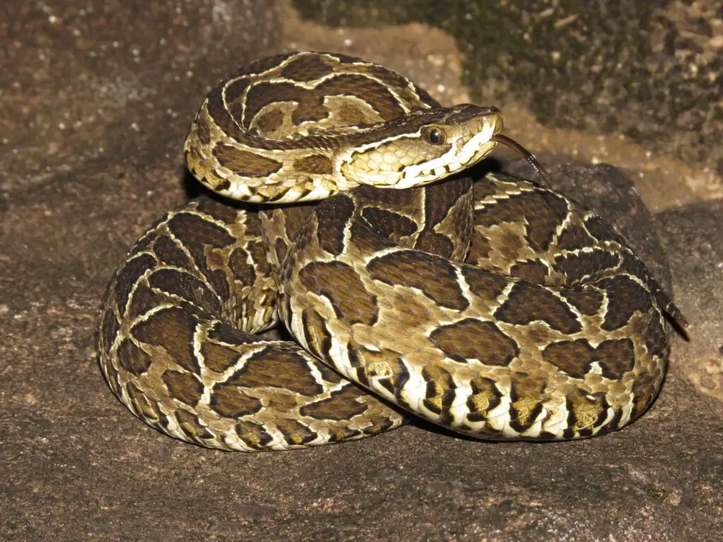 Bothrops alternatus Urutu snake