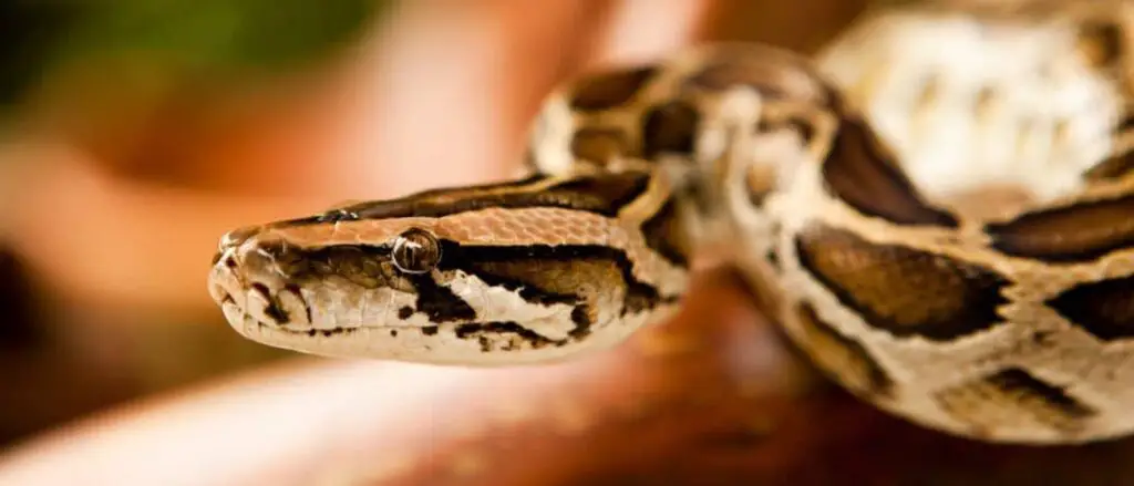 Burmese Python header