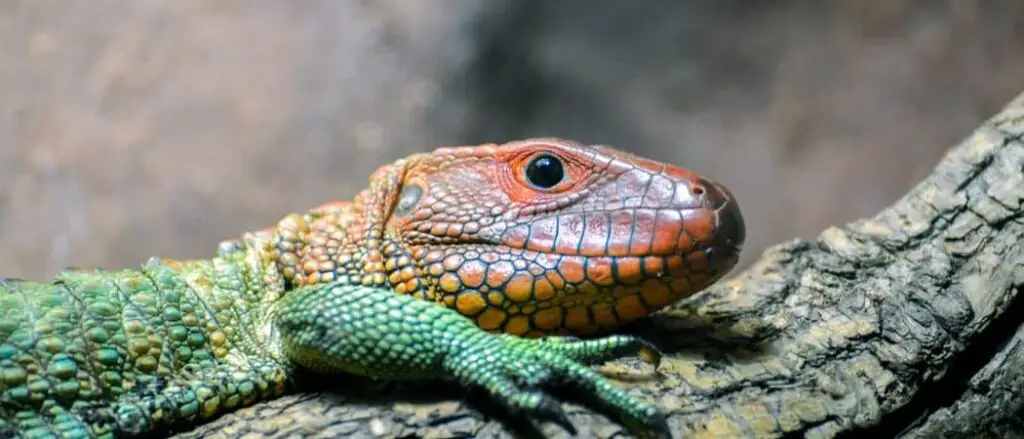 Caiman lizard header
