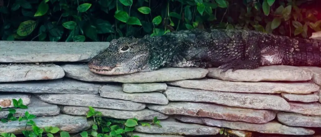 Chinese alligator header