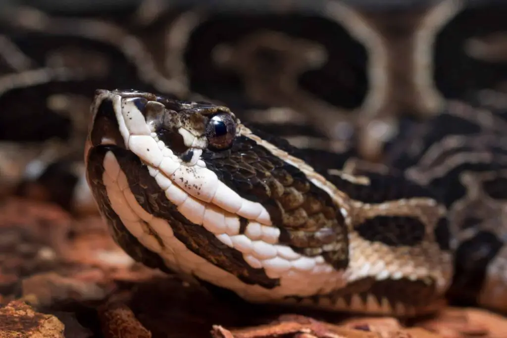 Deadly Urutu Snake Bothrops alternatus