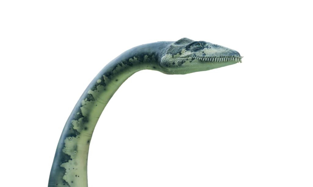 Elasmosaurus header