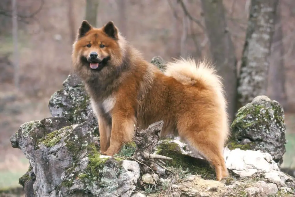 Eurasier Hund Wald