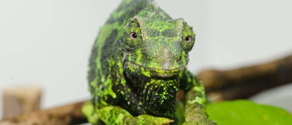 Female Jacksons Chameleon