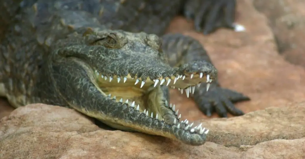 Freshwater Crocodile header