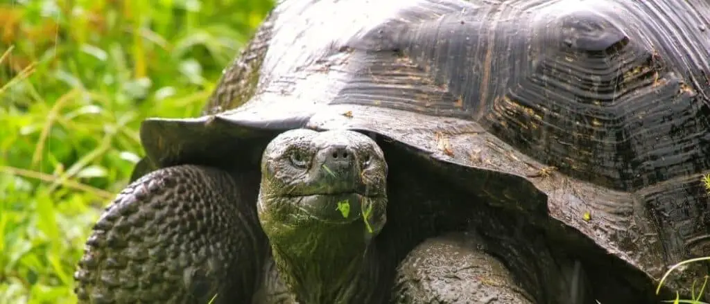 Galapagos tortoise header