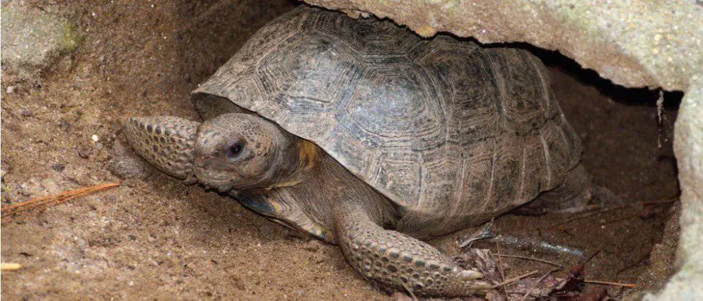 Gopher tortoise header