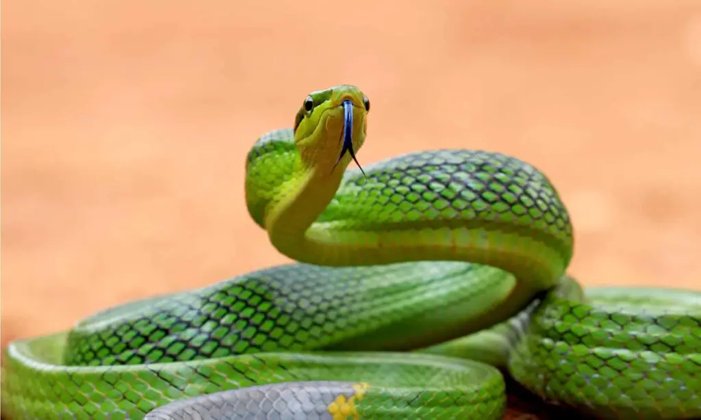 Green Rat Snake header