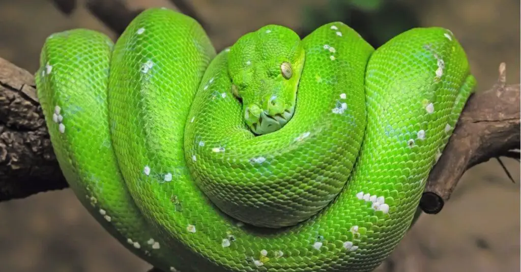 Green Tree Python header