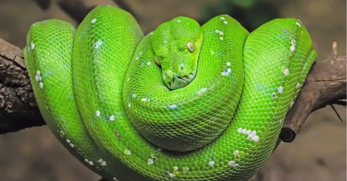 Faits Sur Les Animaux Du Python Vert | Morelia Viridis - Pet Yolo