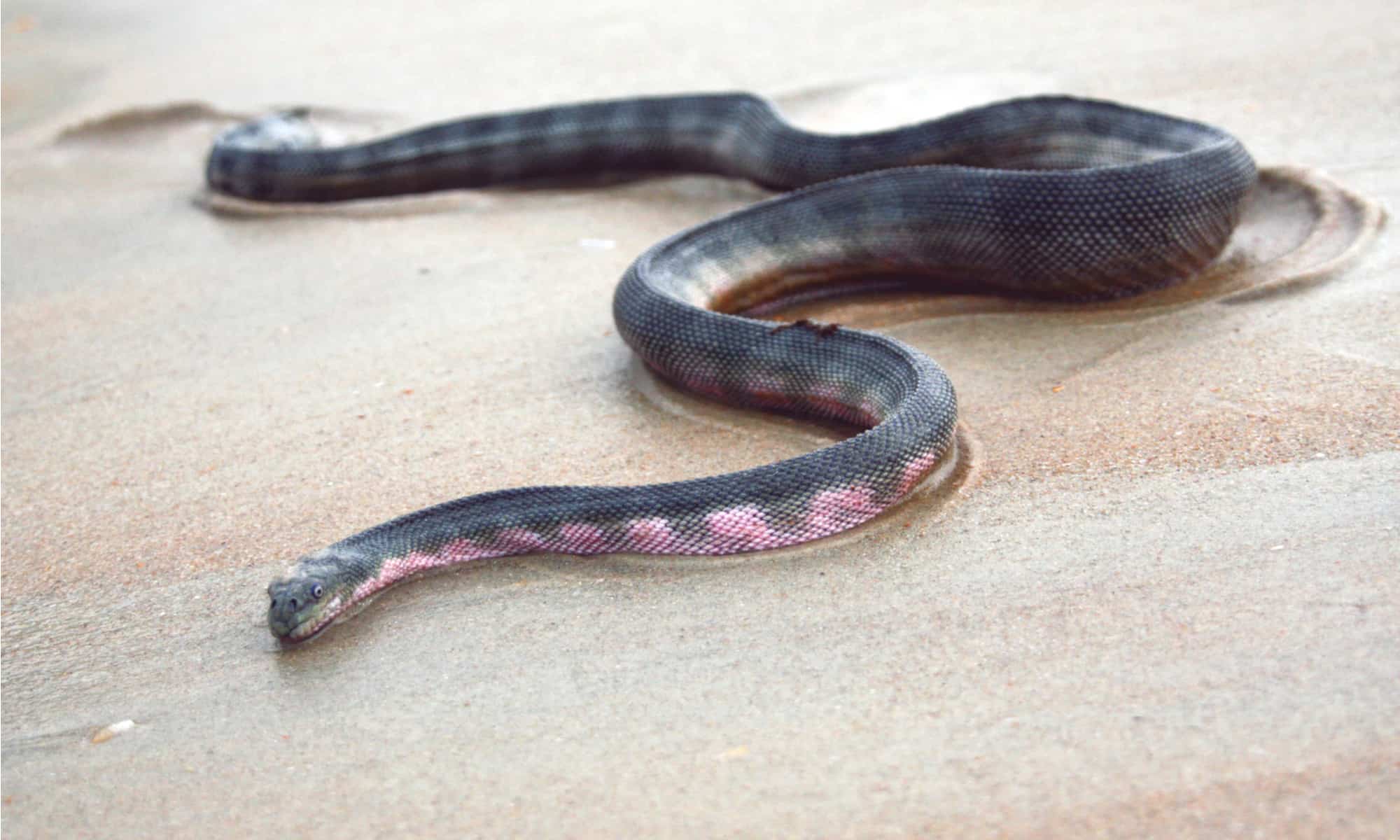Mer Snake Faits Sur Les Animaux Du Serpent De Mer Ă Nez Crochu | Enhydrina ...