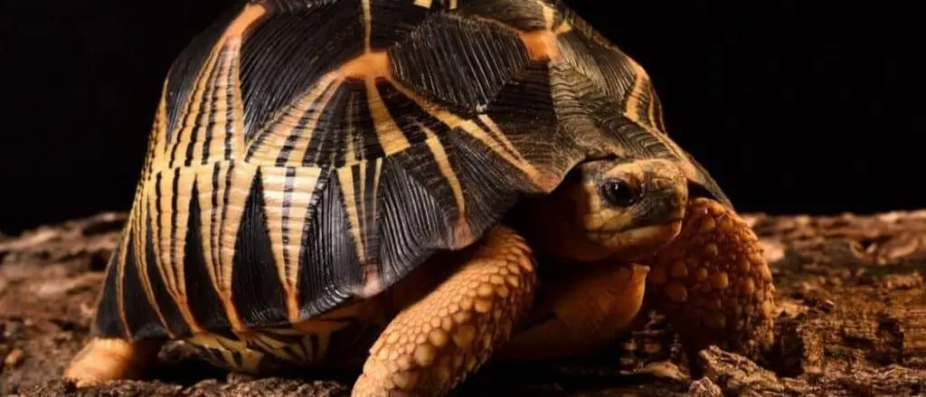 Indian start tortoise header