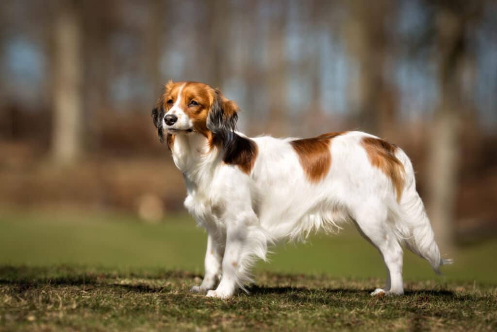 Kooikerhondje Caract re levage Et Soins Description De La Race 