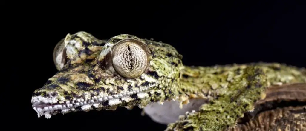 Leaf tailed gecko header
