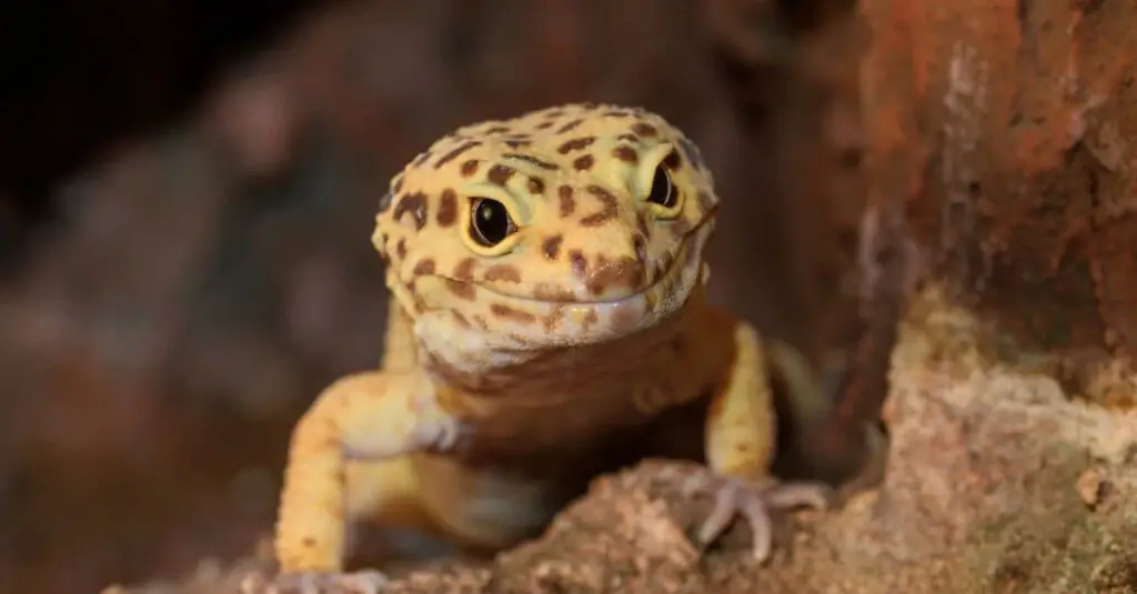 Leopard Gecko header