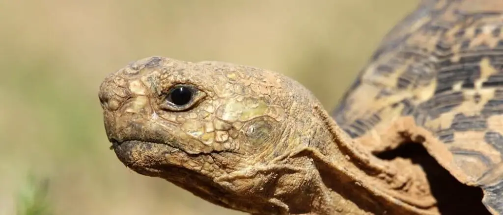 Leopard tortoise header
