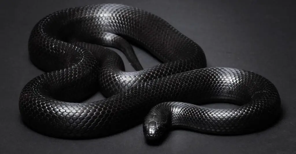 Mexican black king snake 4
