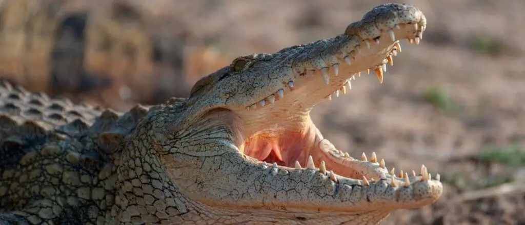 Nile Crocodile header