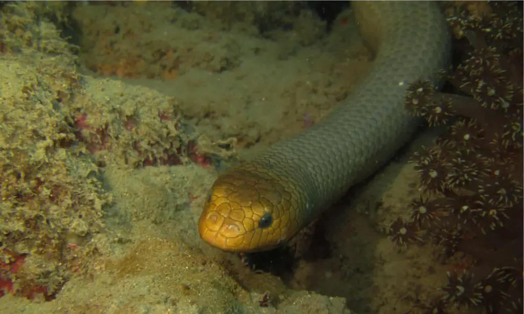 Olive sea snake header