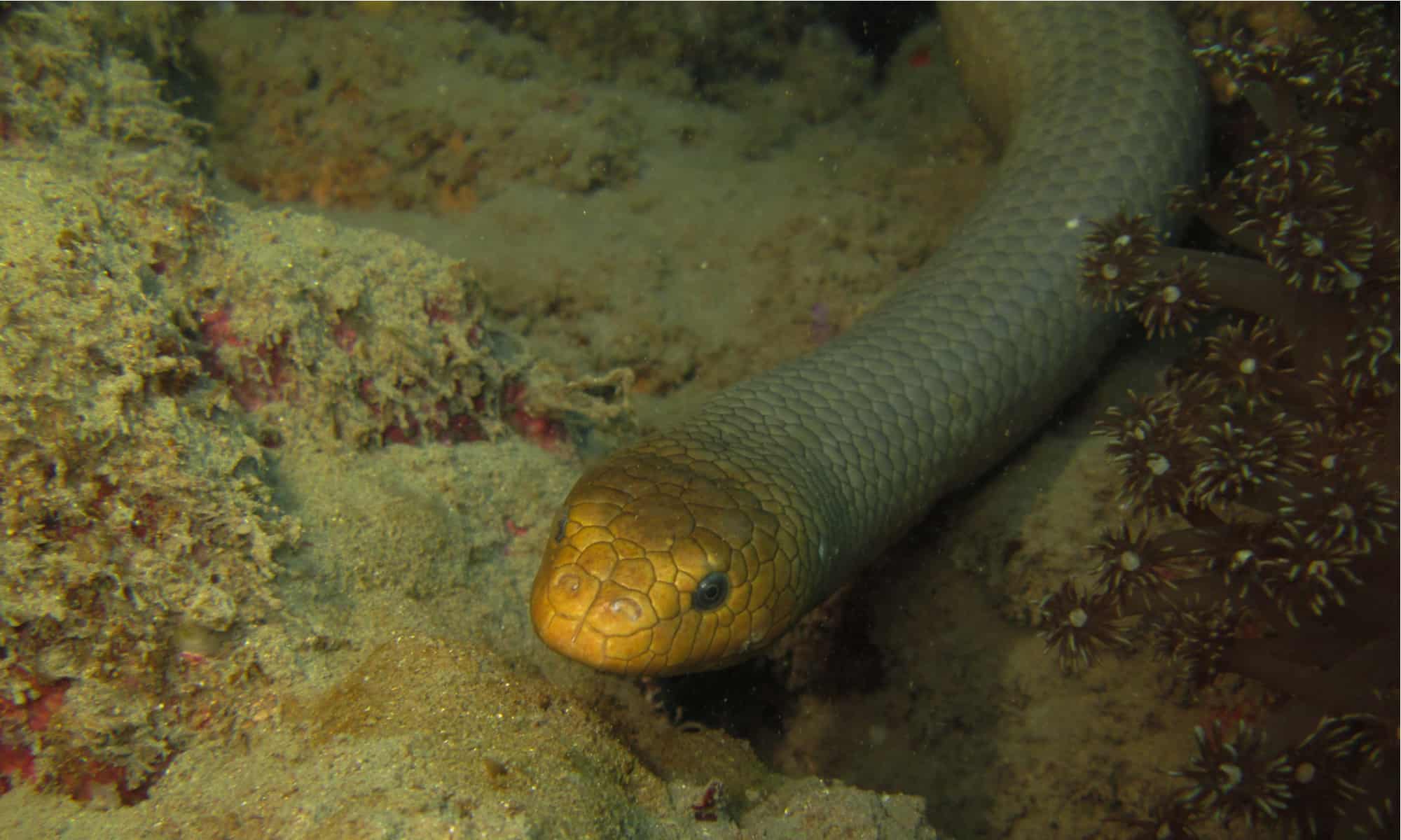 Mer Snake Faits Sur Les Animaux Du Serpent De Mer Olive | Aipysurus Laevis - Pet Yolo
