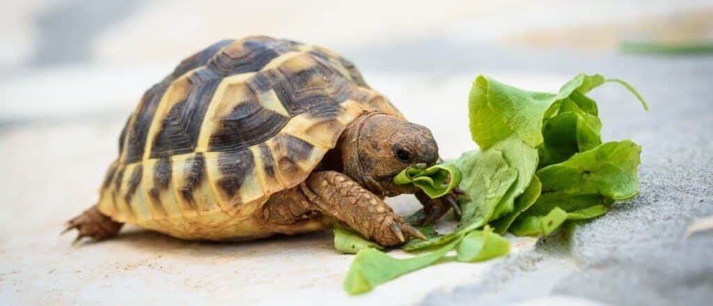 Pet Turtle Eating Lettuce Header