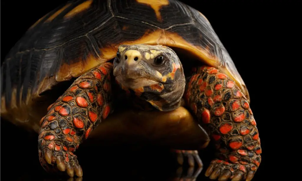 Red Footed Tortoise header
