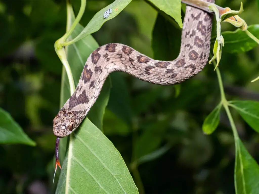 Rhombic egg eater snake pattern