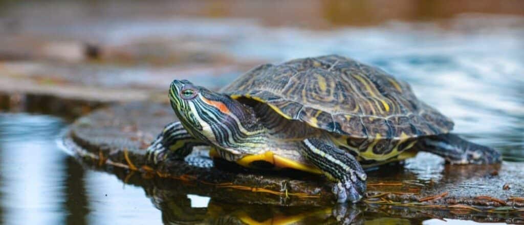 River turtle header 2