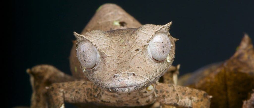 Satanic leaf tailed gecko header