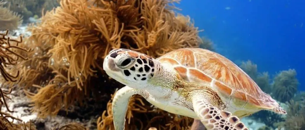 Sea turtle header 2