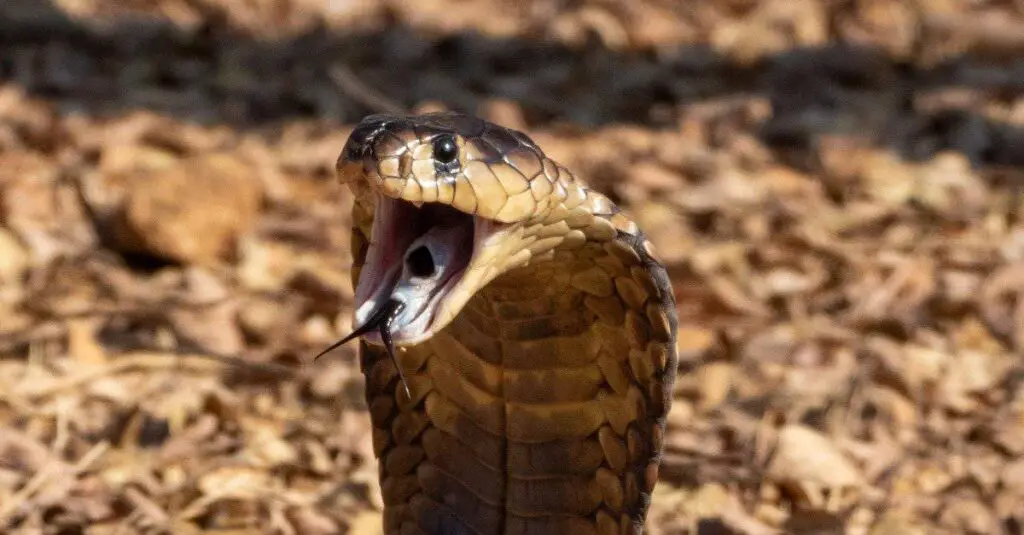 Snouted cobra header