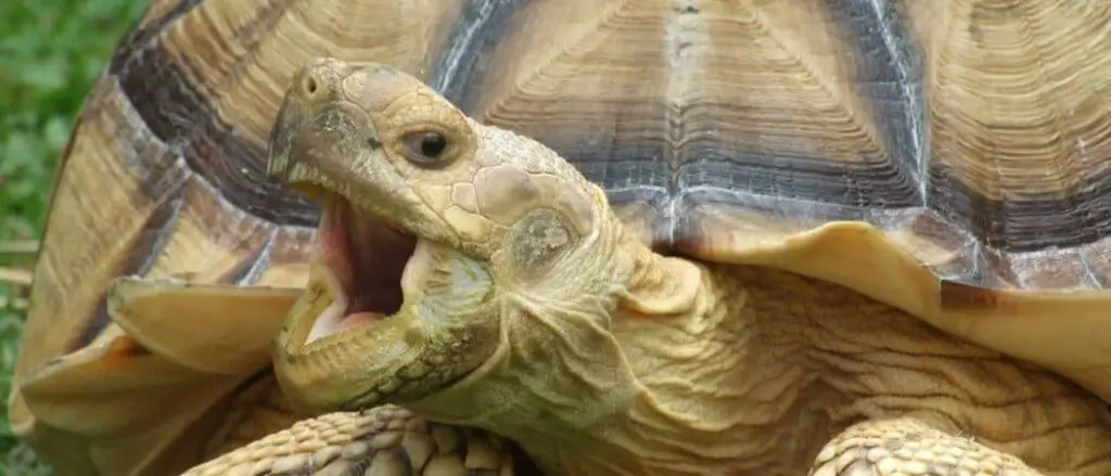 Sulcata Tortoise header