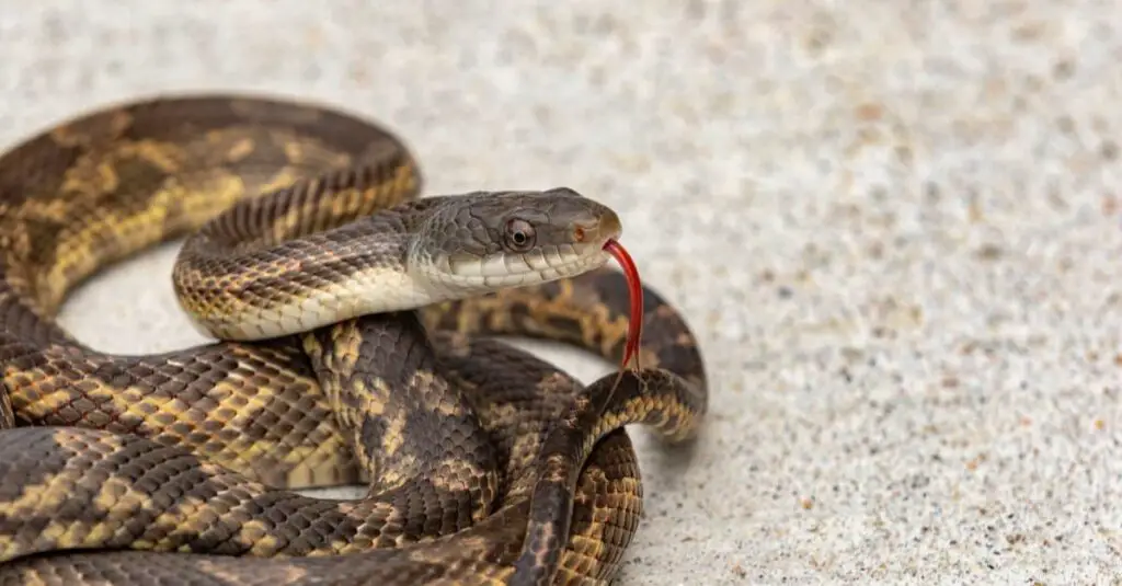 Texas Rat Snake header