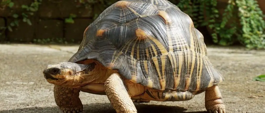 Tortoise header