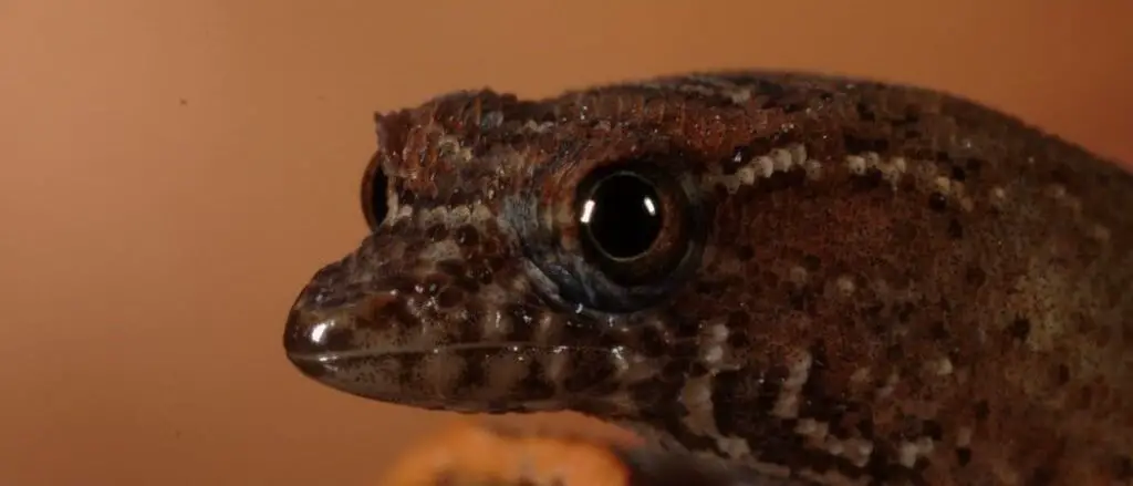 Virgin Islands Dwarf Gecko header