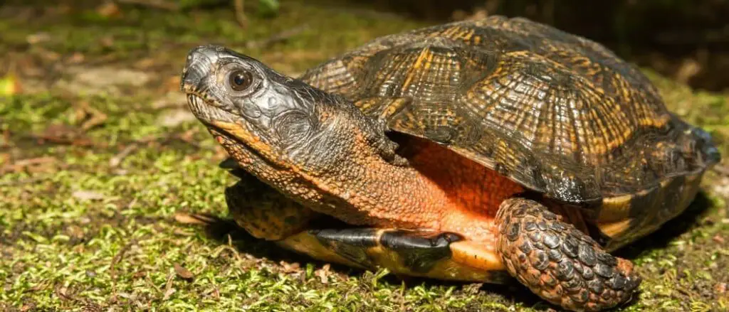Wood turtle header