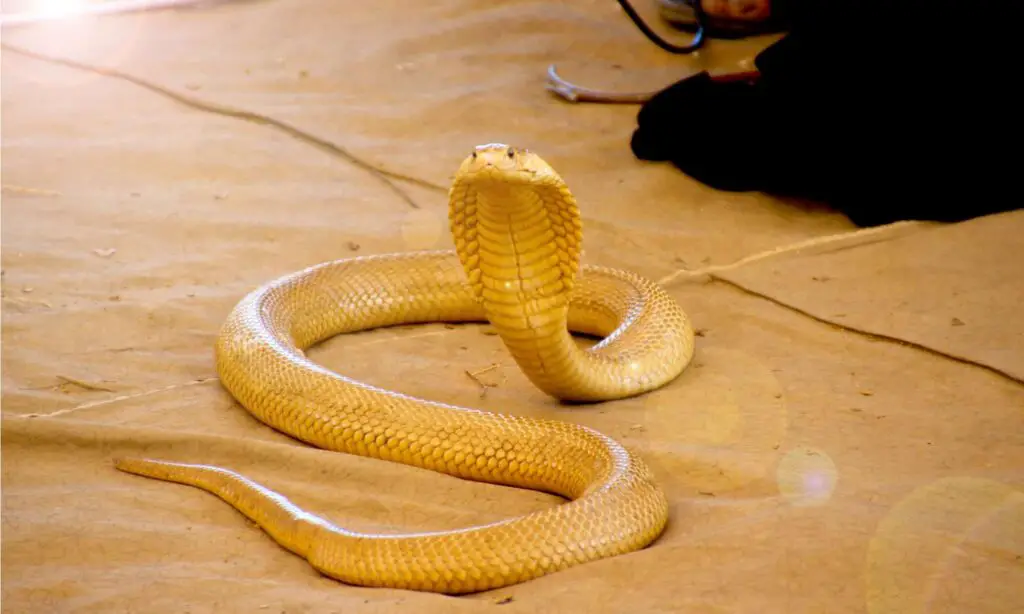 Yellow Cobra header