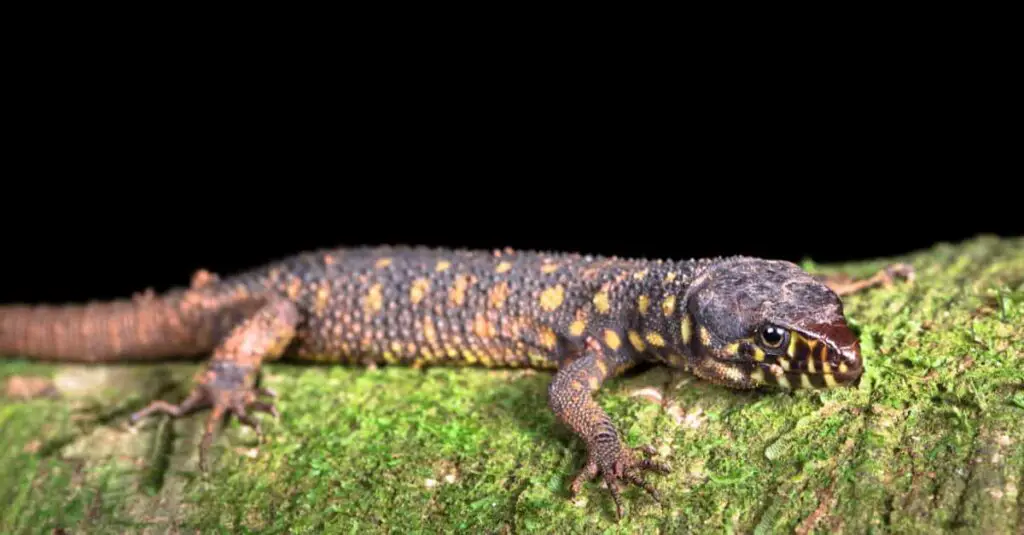 Yellow Spotted Lizard header