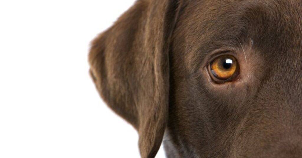 a short guide to eye diseases in dogs