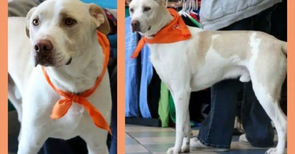 adoptable dog of the week forrest